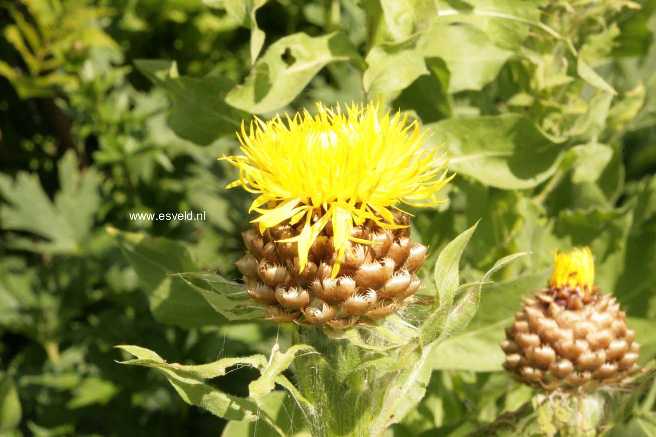 Centaurea macrocephala