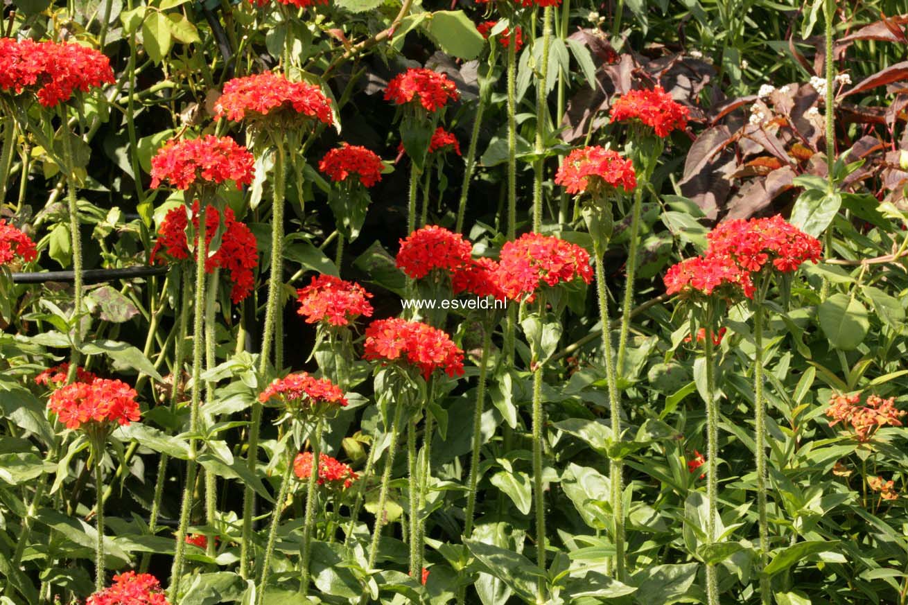 Lychnis chalcedonica