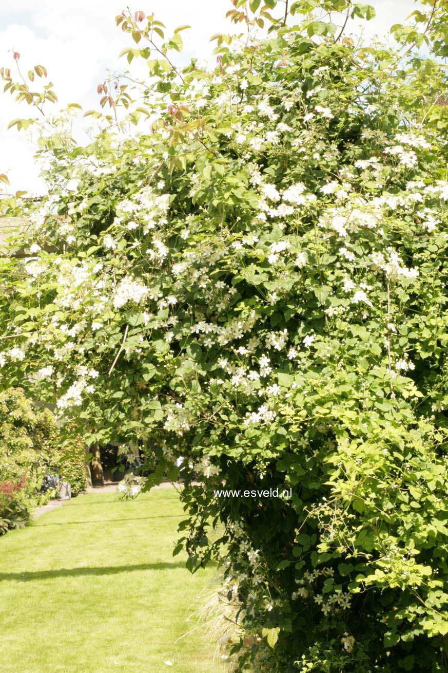 Clematis 'Paul Farges' (SUMMER SNOW)