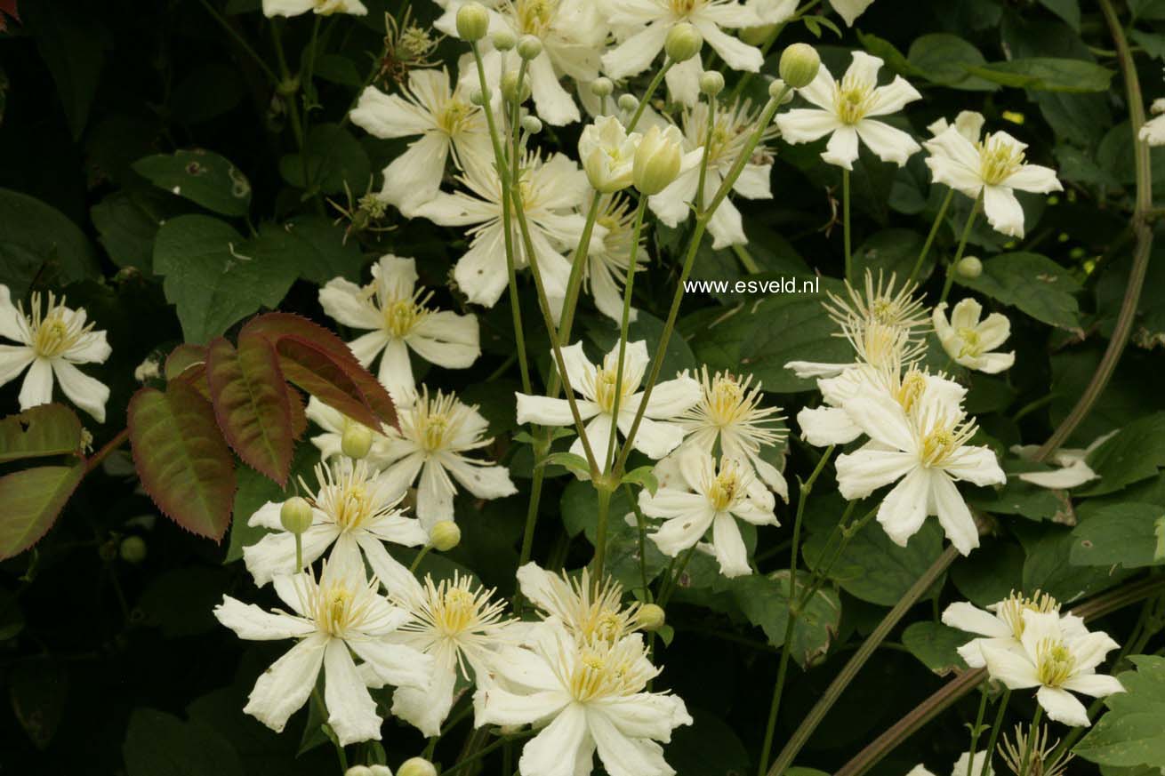 Clematis 'Paul Farges' (SUMMER SNOW)