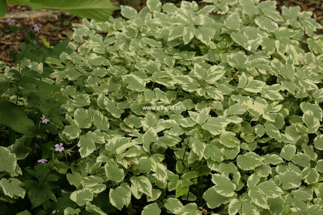 Aegopodium podagraria 'Variegatum'