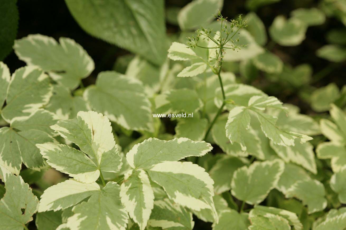 Aegopodium podagraria 'Variegatum'