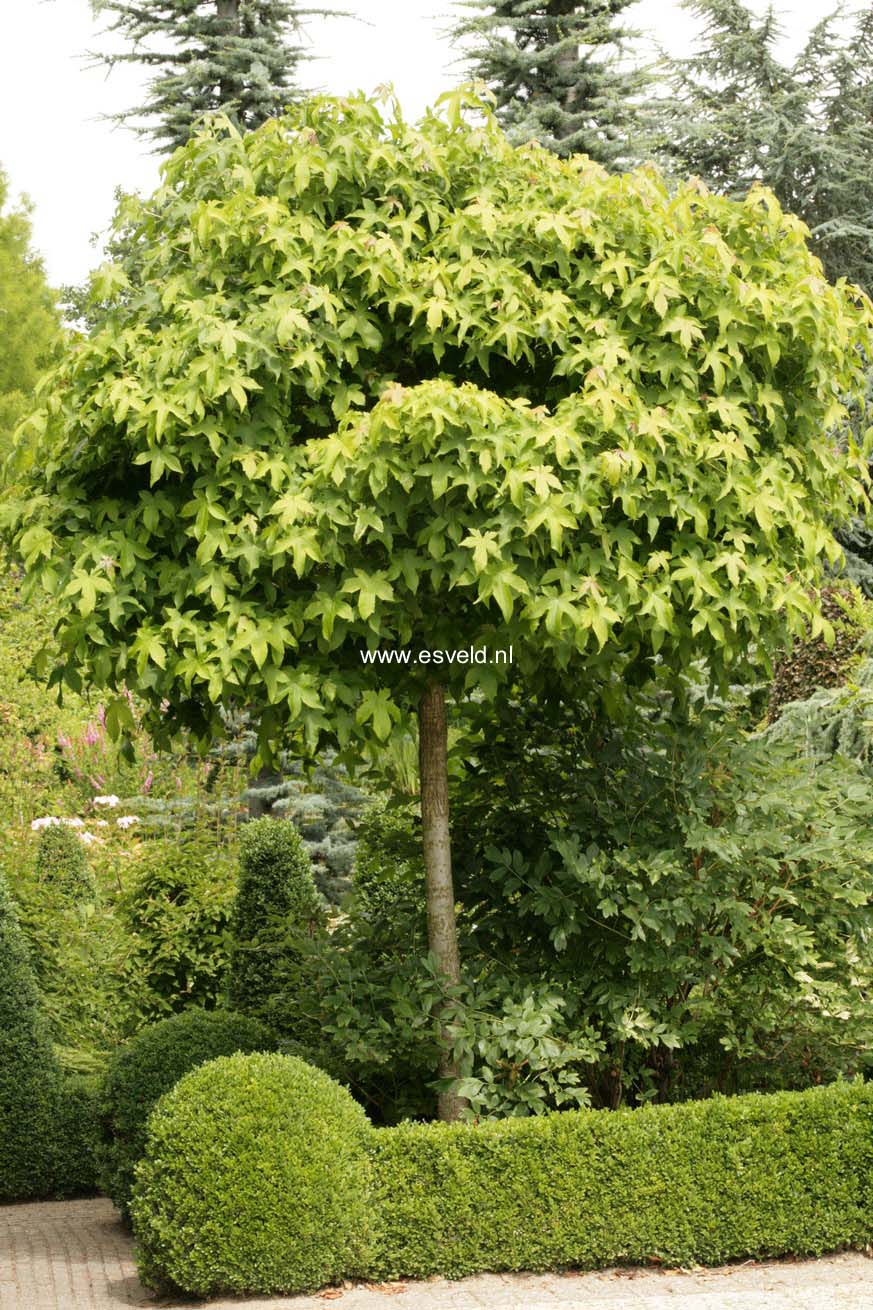 Liquidambar styraciflua 'Gum Ball'