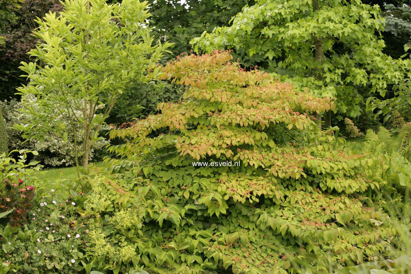 Viburnum plicatum 'Mariesii'