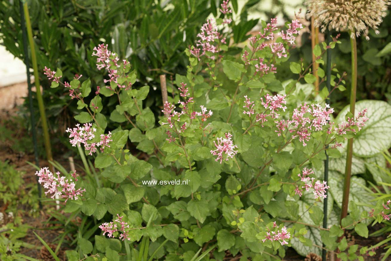 Syringa meyeri 'Pink Perfume' (BLOOMERANG)