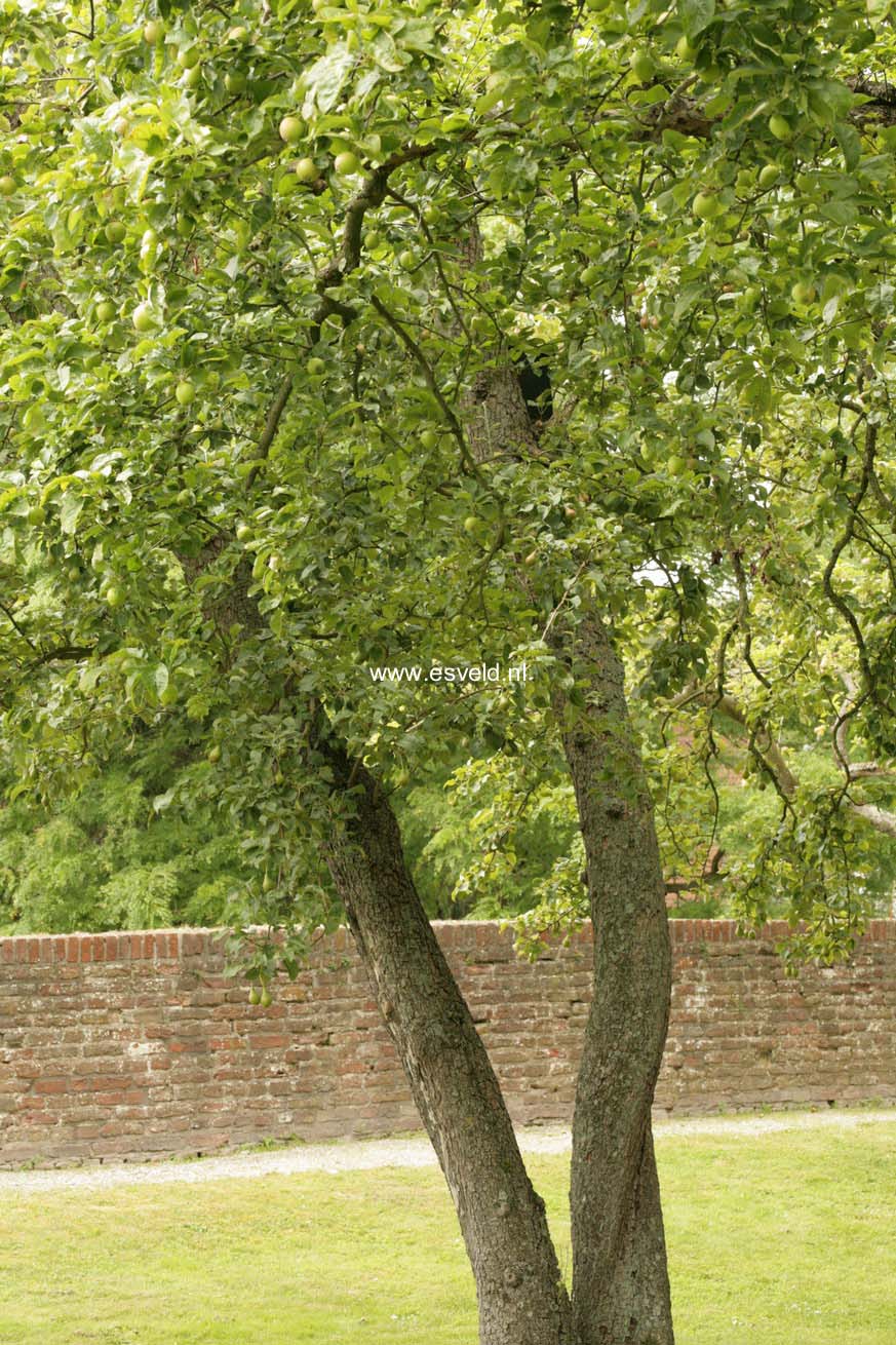 Pyrus communis 'Zwijndrechtse Wijnpeer'