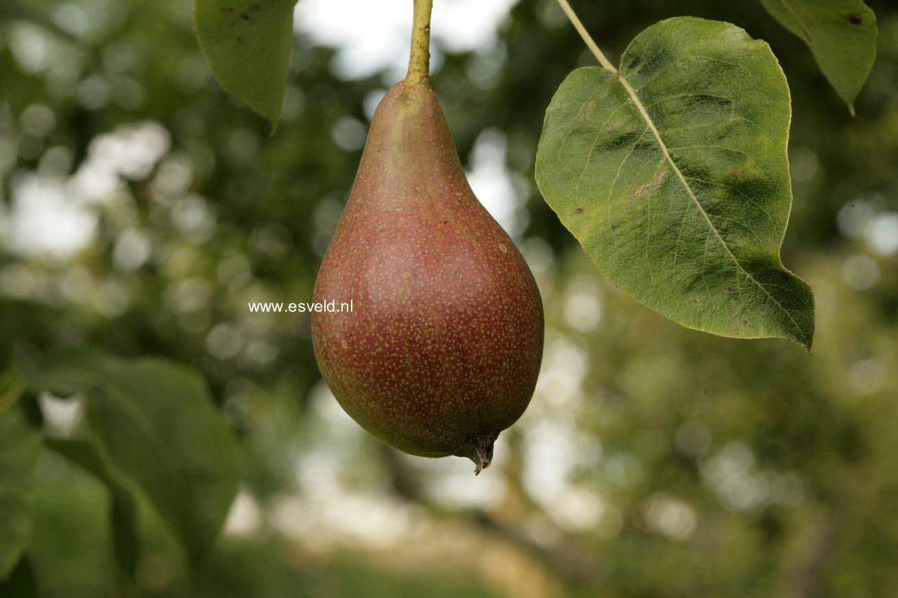 Pyrus communis 'Zwijndrechtse Wijnpeer'