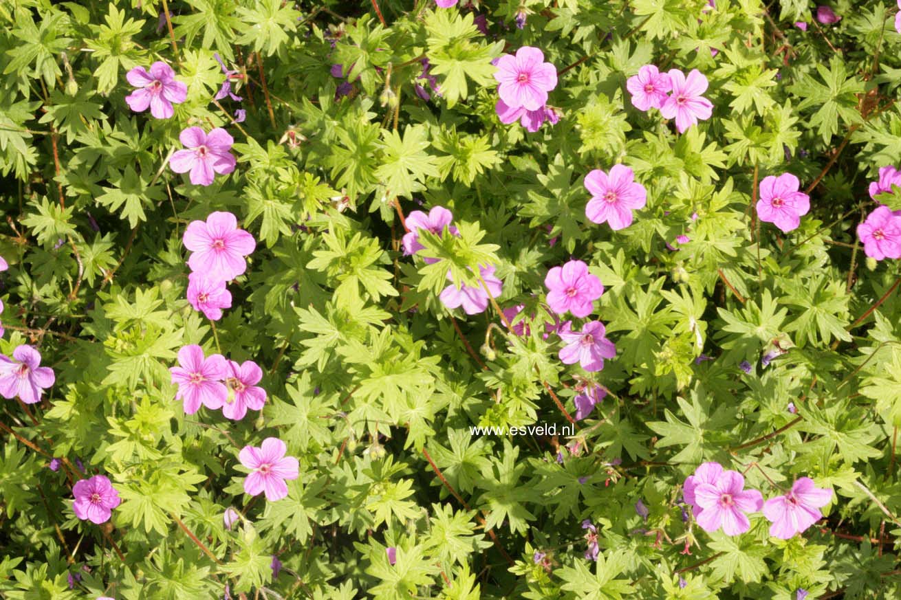 Geranium 'Dilys'