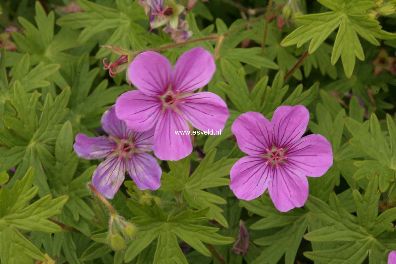 Geranium 'Dilys'