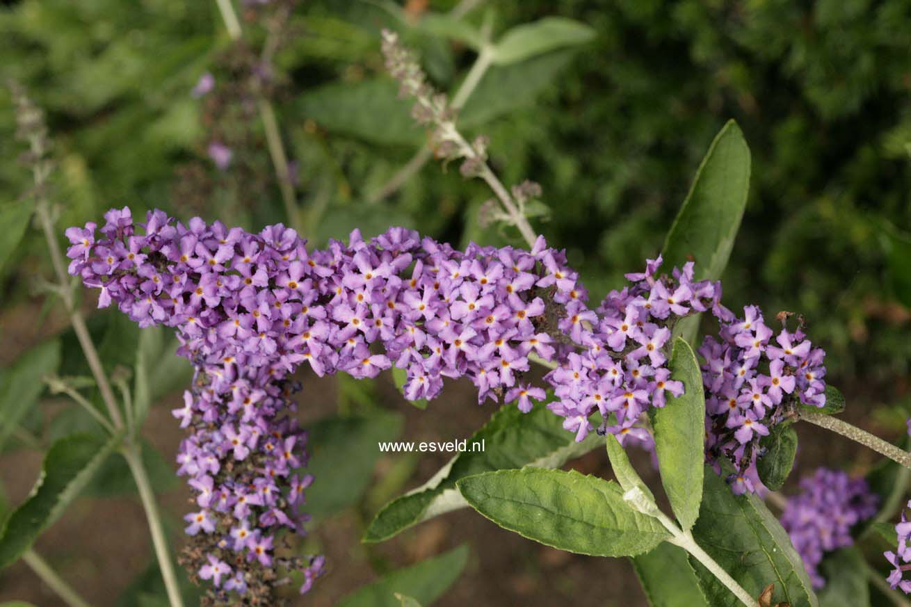 Buddleja davidii 'Podaras8' (FREE PETITE BLUE HEAVEN)