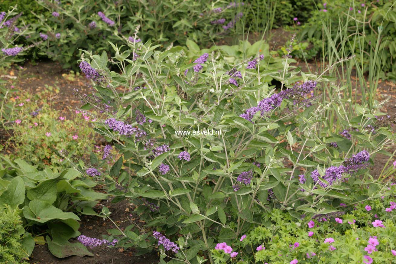Buddleja davidii 'Podaras8' (FREE PETITE BLUE HEAVEN)