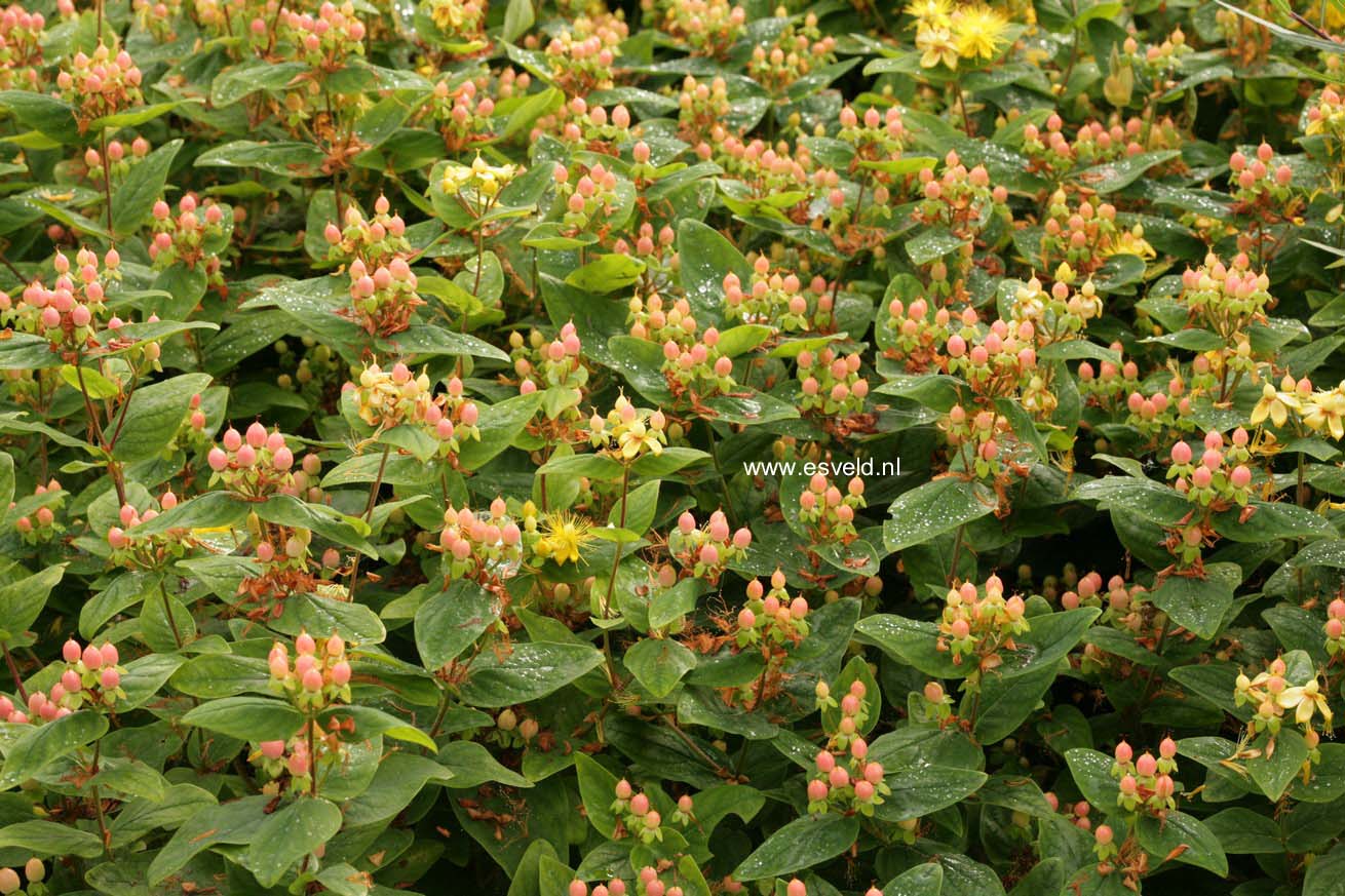 Hypericum inodorum 'Kolmbeau' (MAGICAL BEAUTY)