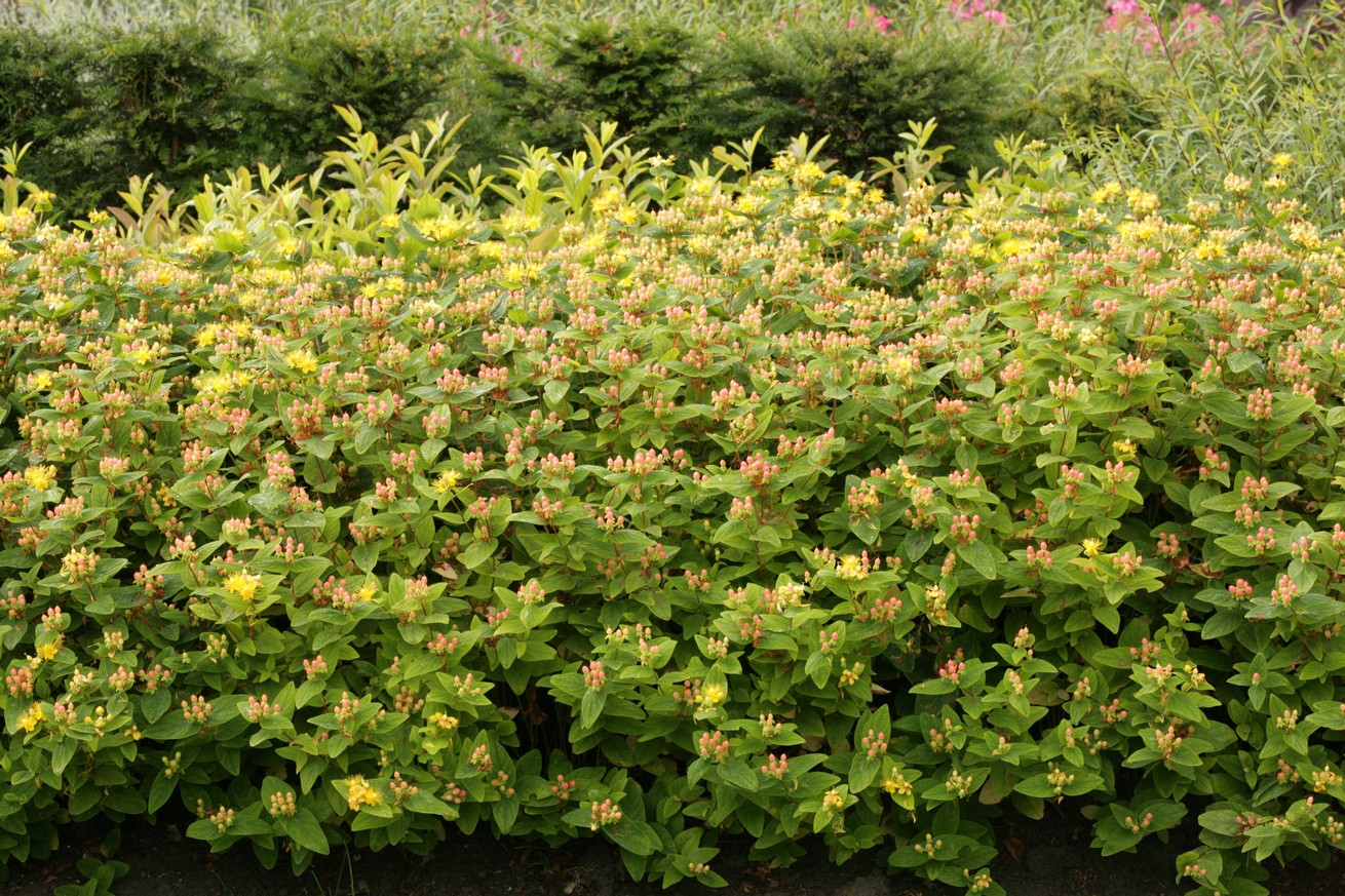 Hypericum inodorum 'Kolmbeau' (MAGICAL BEAUTY)