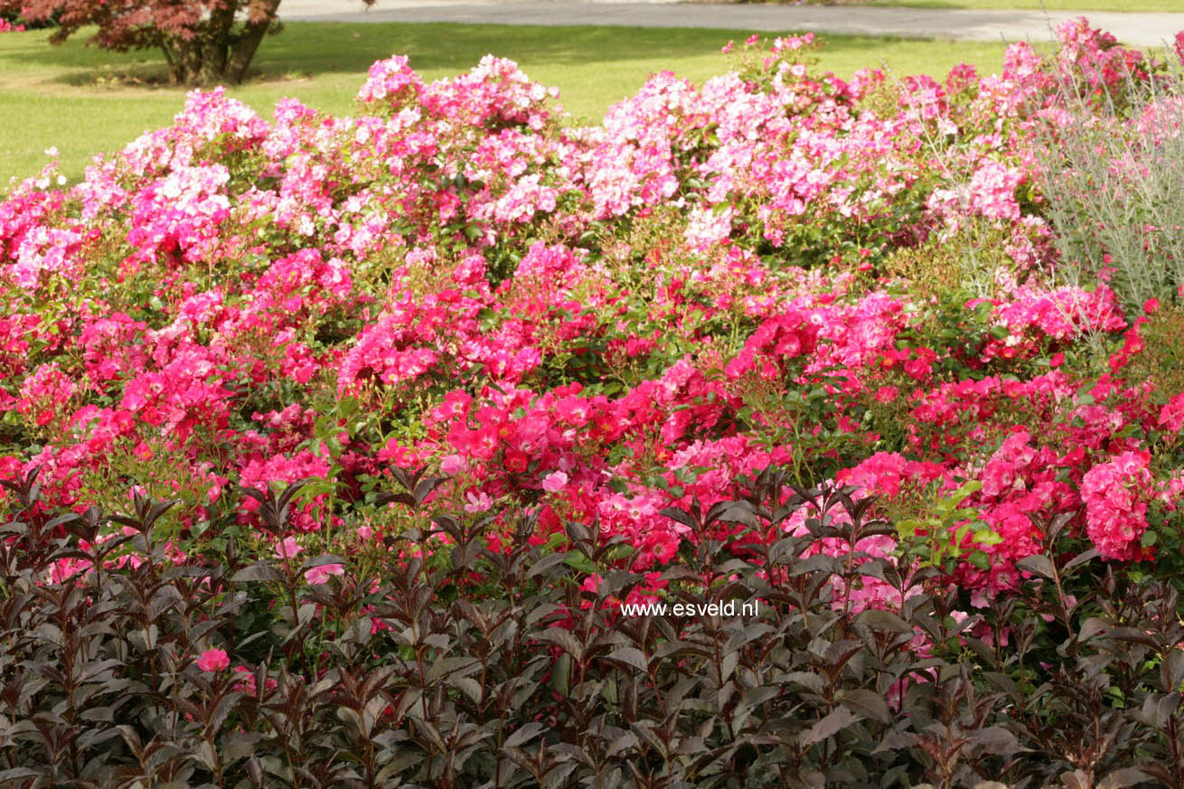 Rosa 'Bokramar' (FLORIADE 2002)
