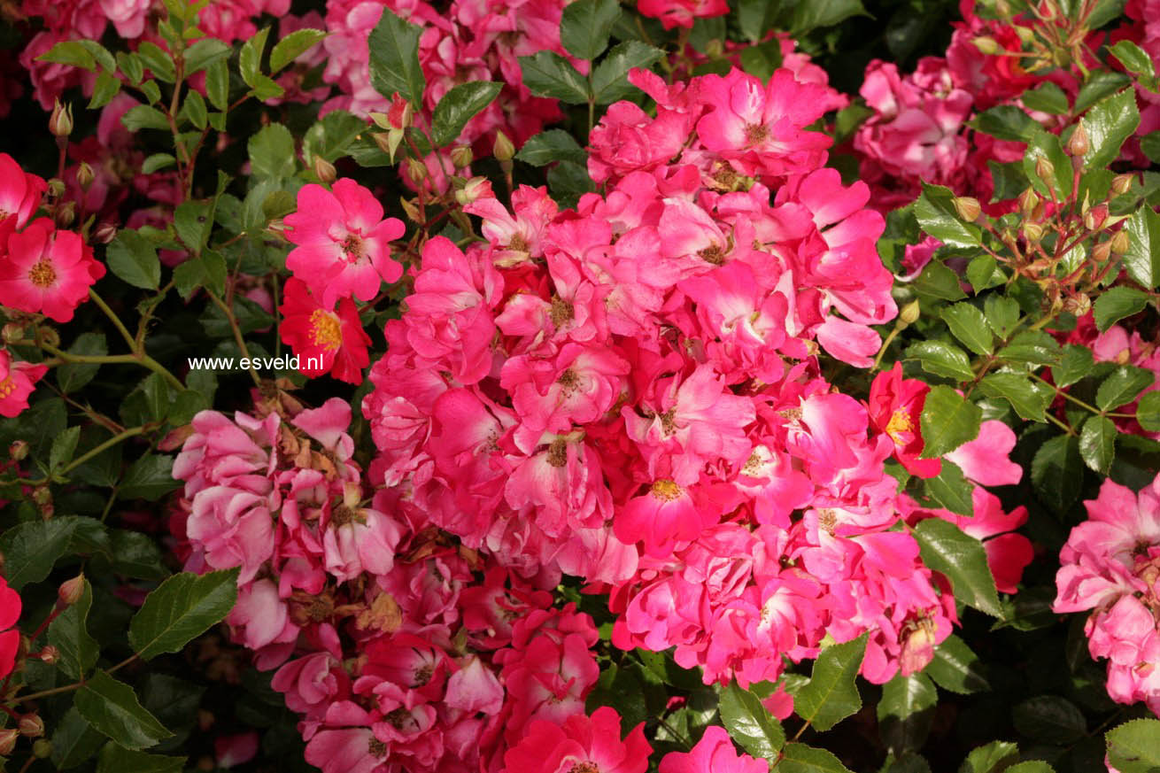 Rosa 'Bokramar' (FLORIADE 2002)