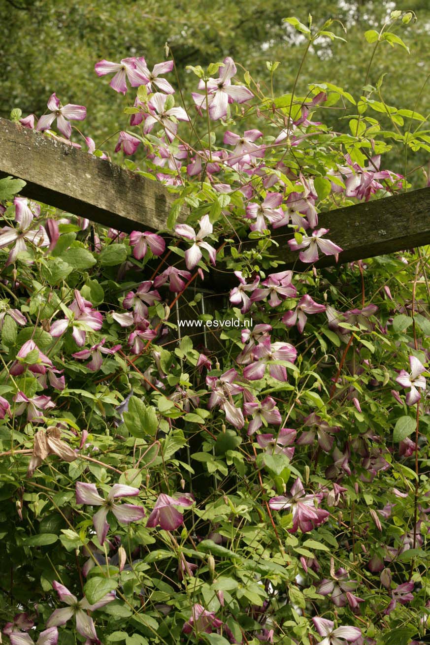 Clematis 'Zoiamladyq' (I AM LADY Q)