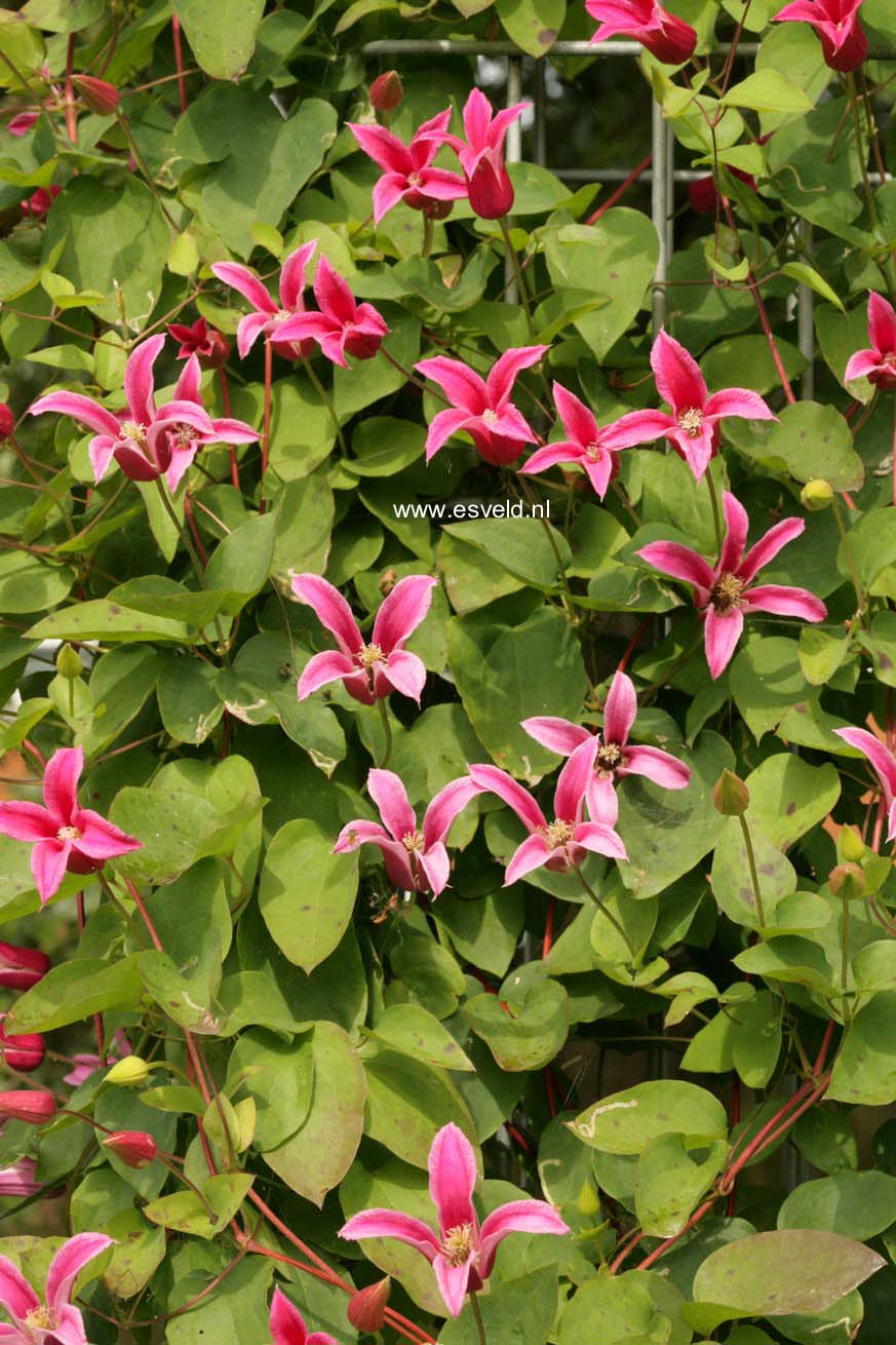 Clematis 'Princess Diana'