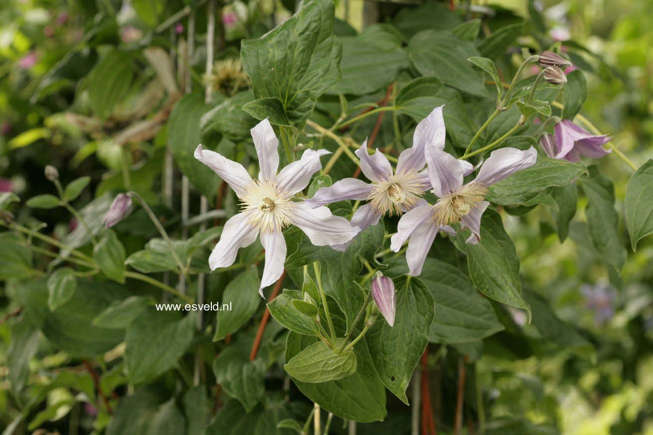 Clematis 'Zostarri' (STAR RIVER)