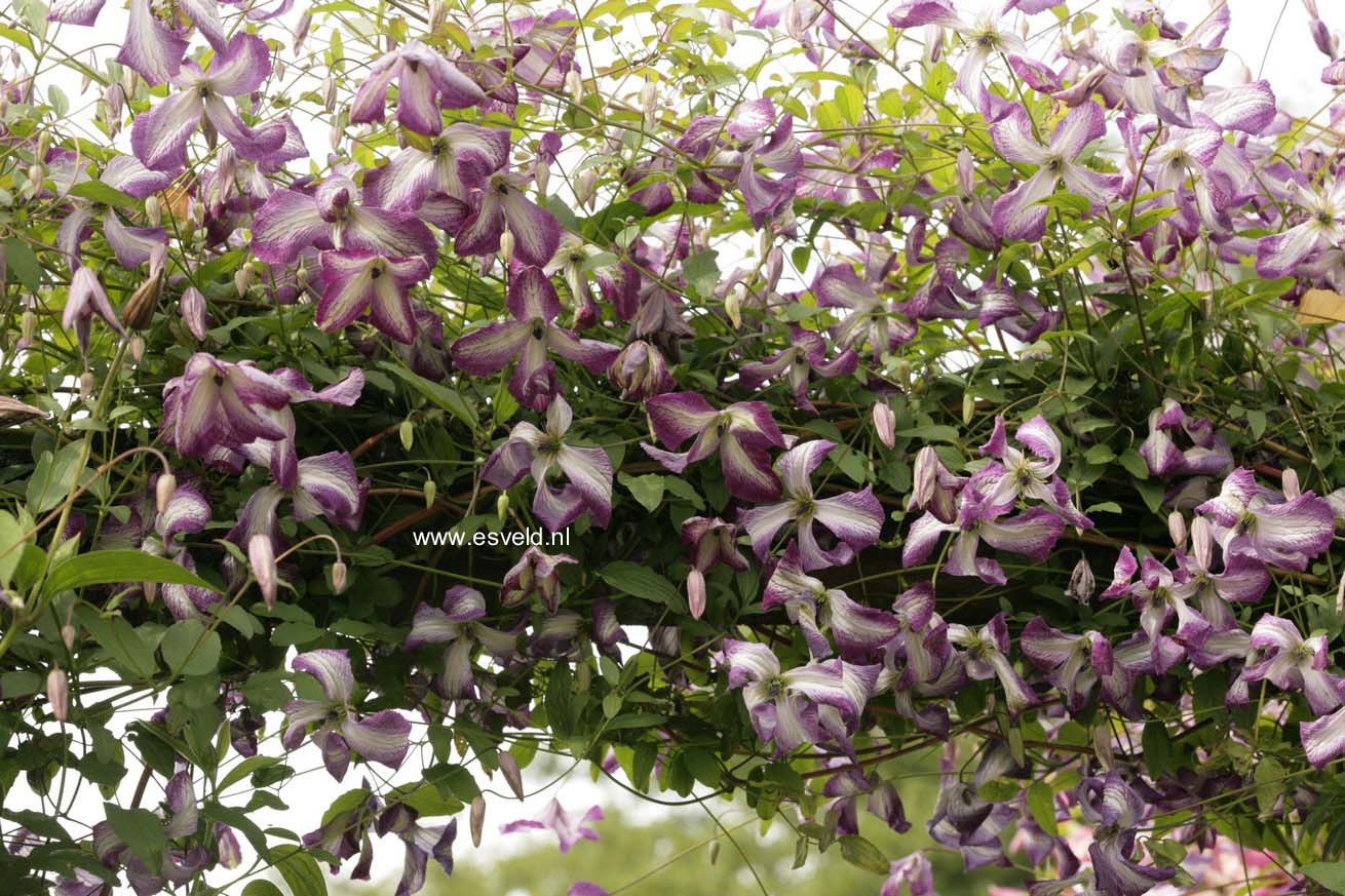 Clematis 'Zoiamlj' (I AM LADY J)