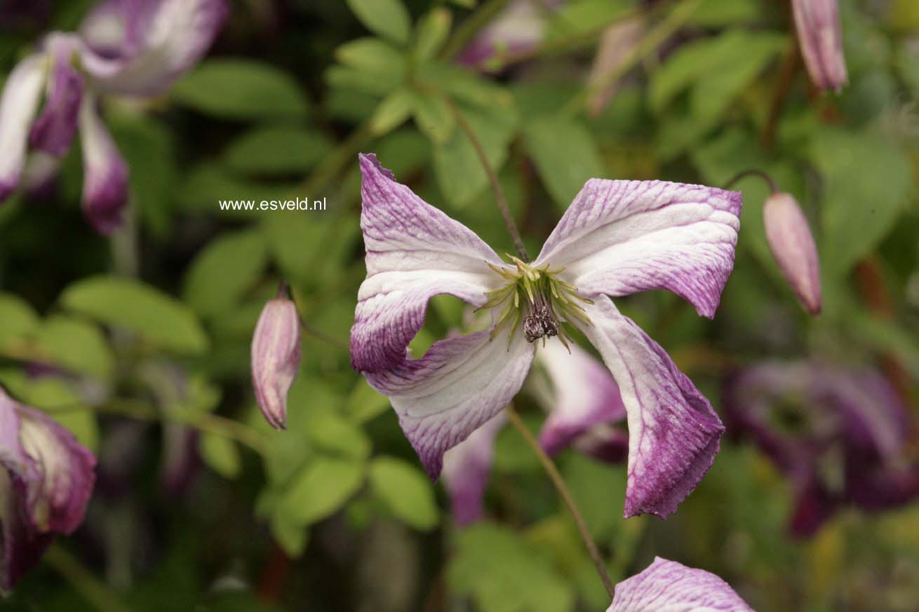 Clematis 'Zoiamlj' (I AM LADY J)