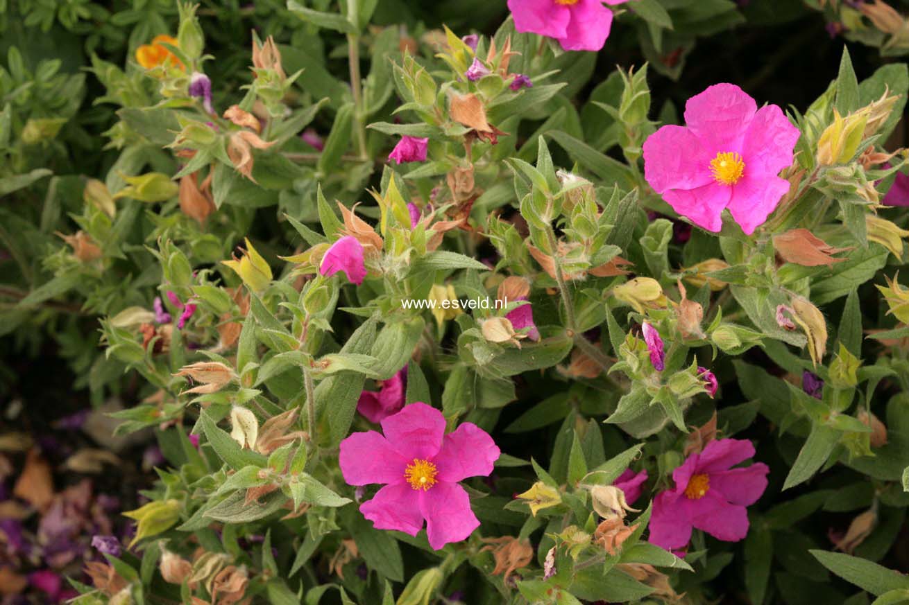 Cistus pulverulentus 'Sunset'