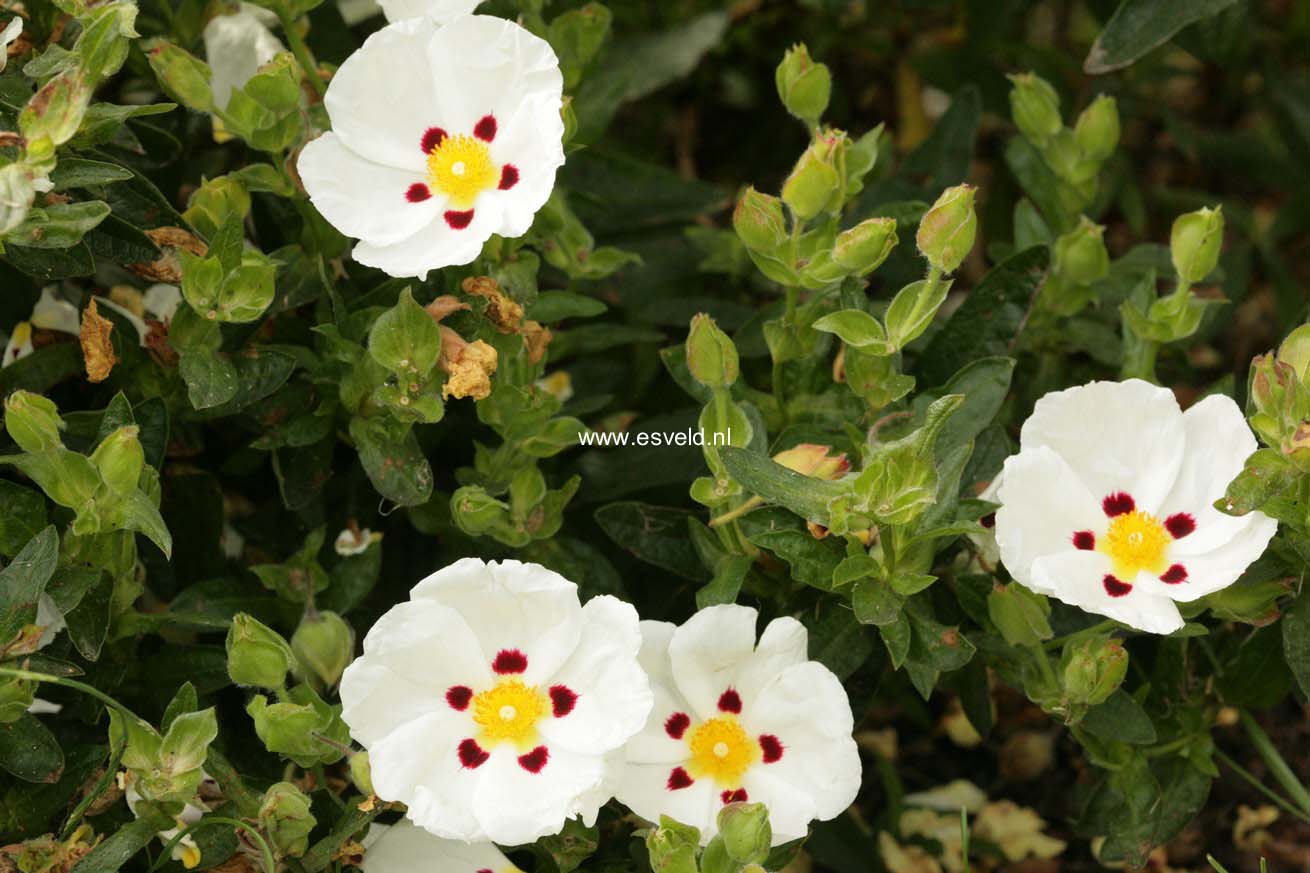 Cistus dansereaui 'Decumbens'