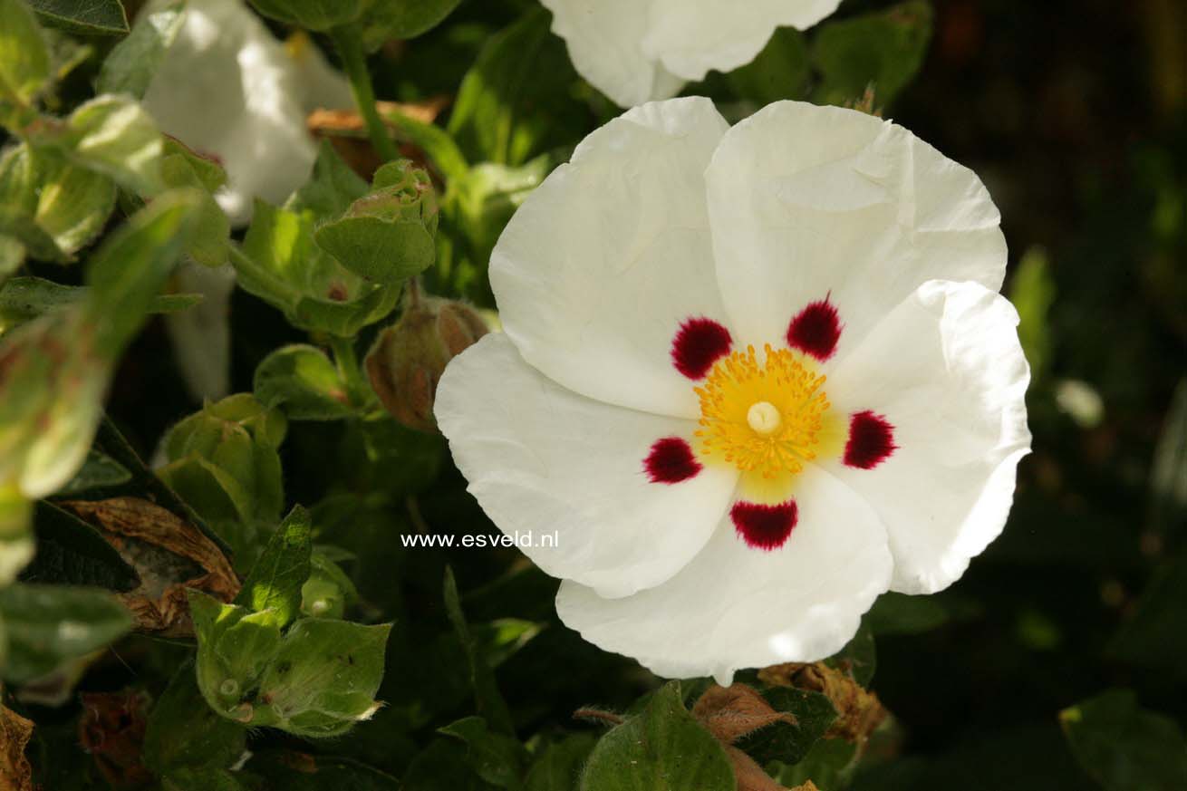 Cistus dansereaui 'Decumbens'