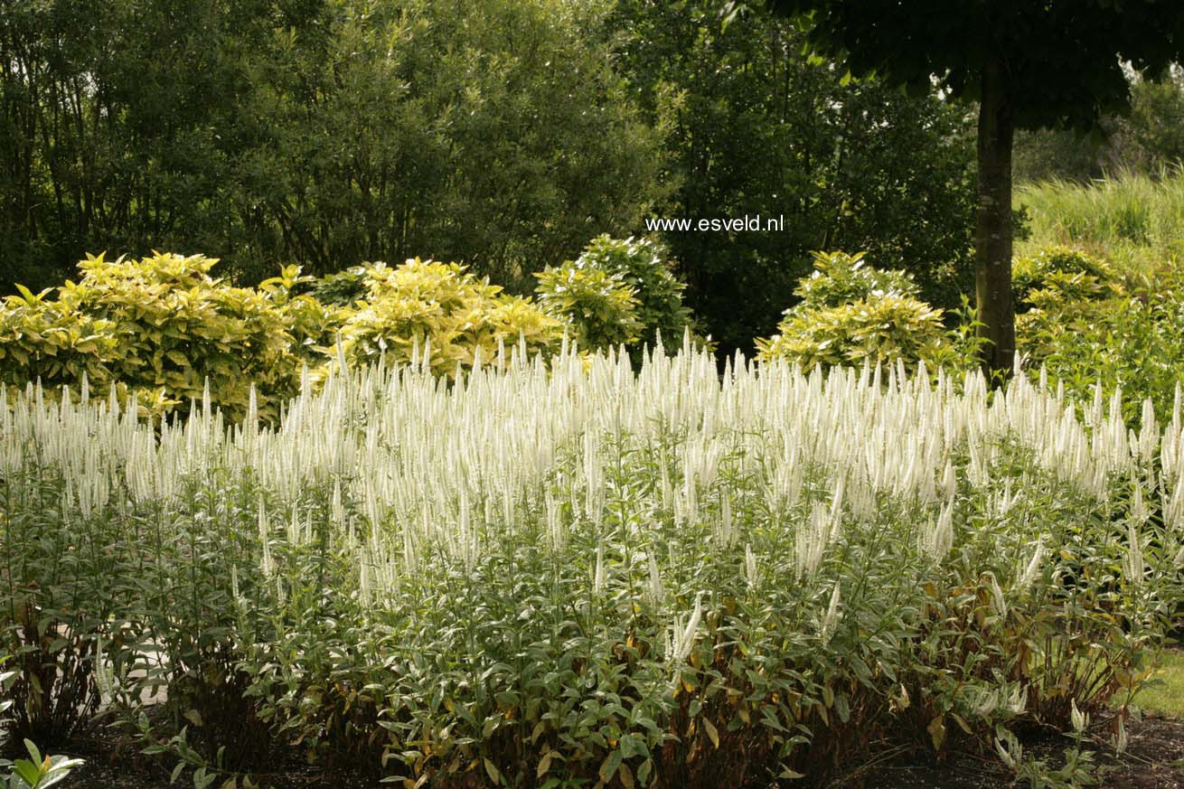 Veronica longifolia 'Charlotte'