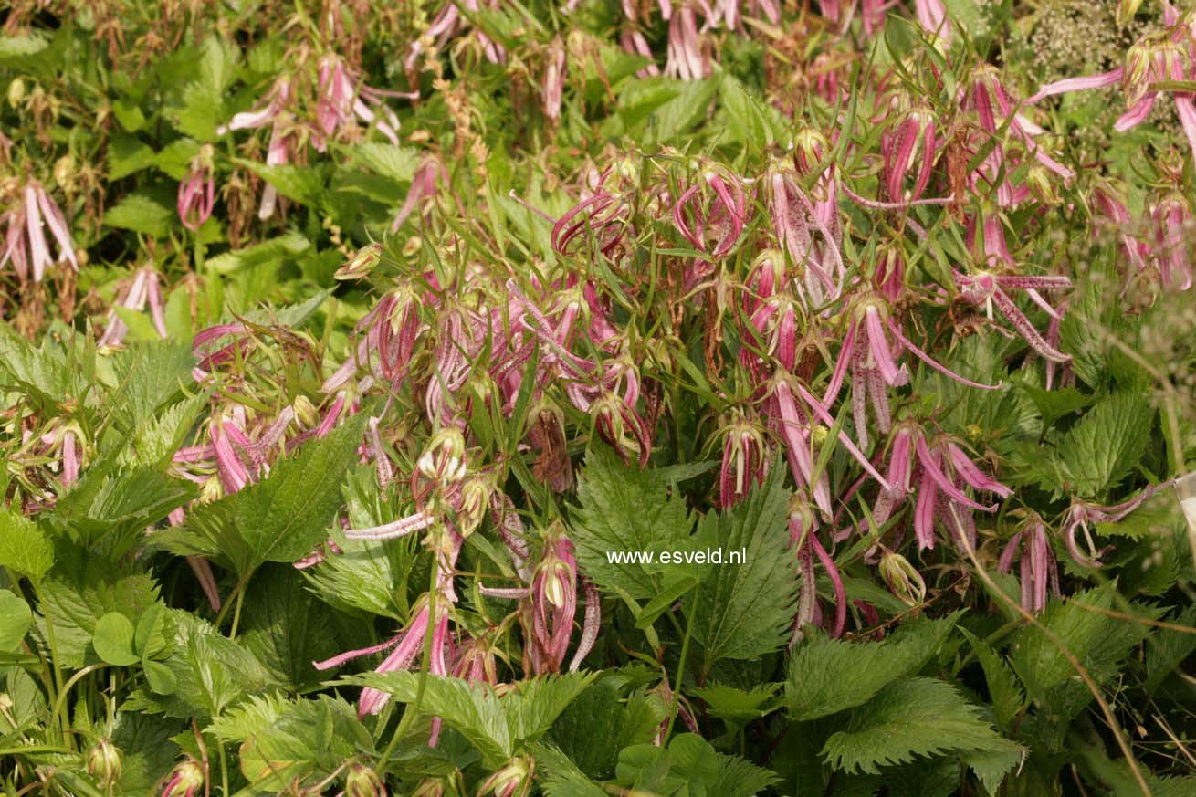 Campanula 'Pink Octopus'