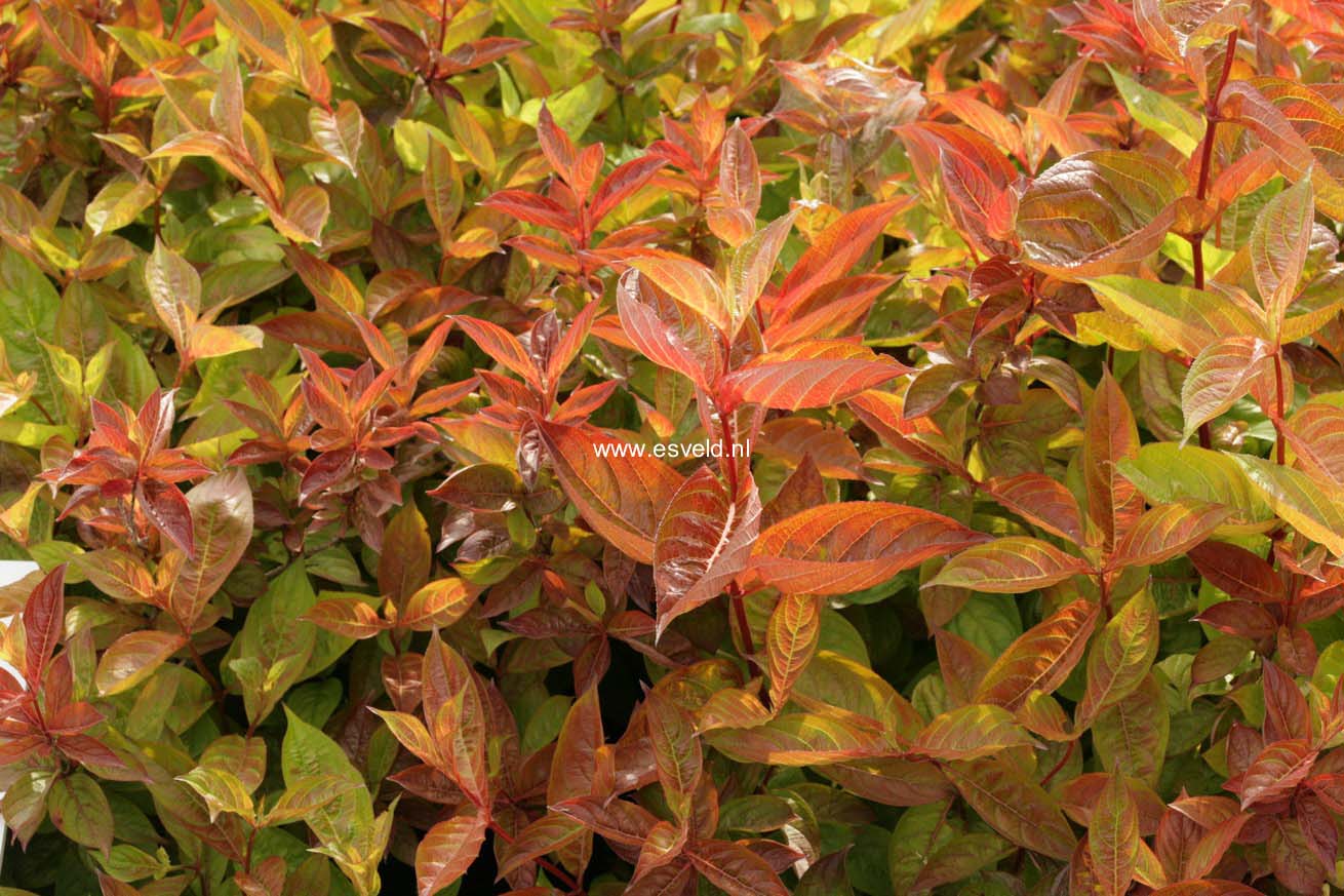 Weigela florida 'Wings of Fire'