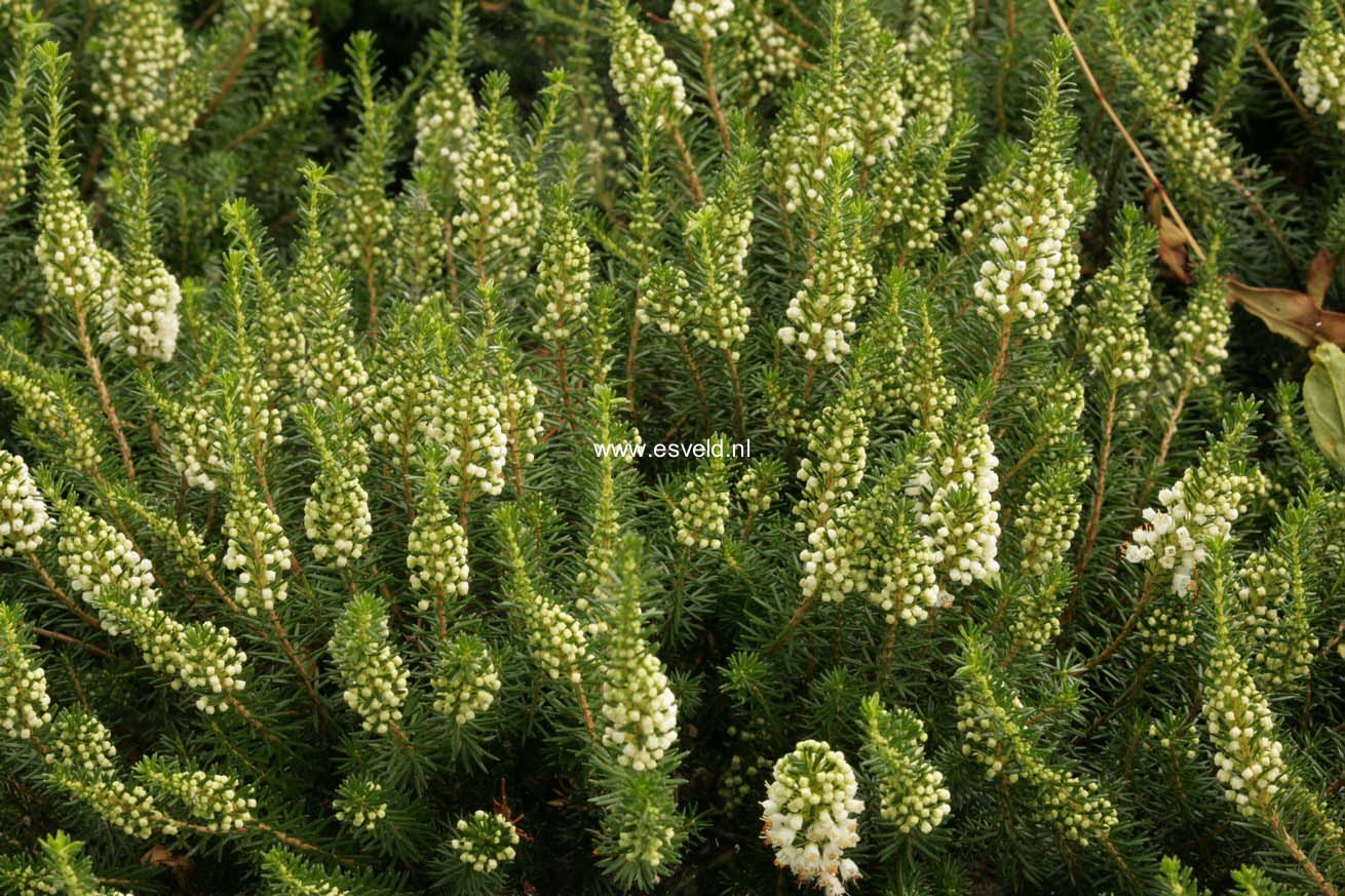 Erica vagans 'Lyonesse'