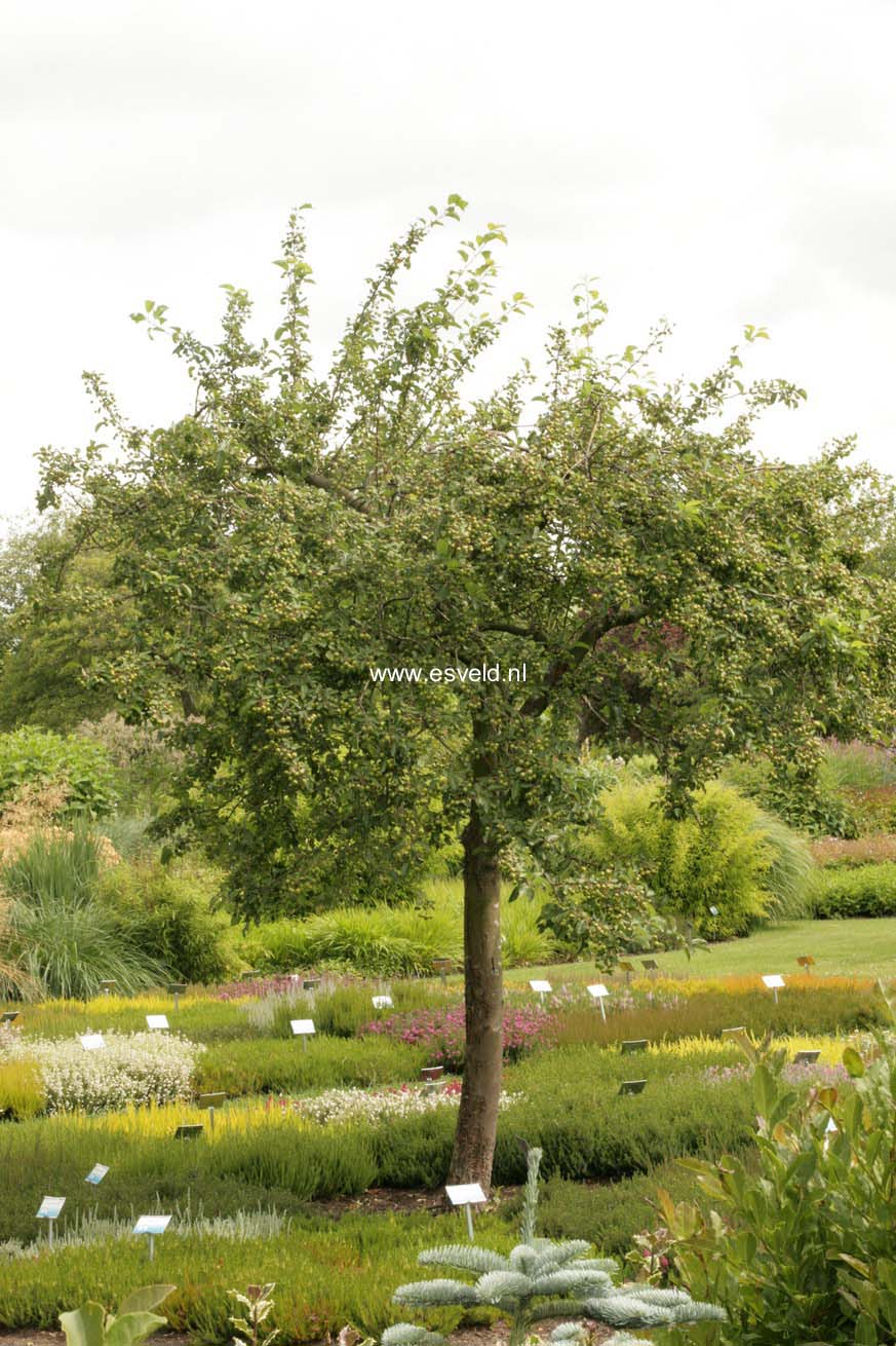 Malus 'Red Sentinel'