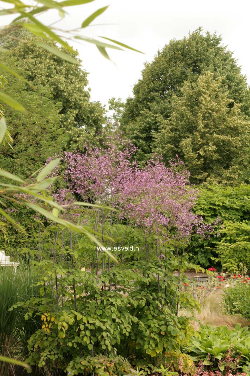 Thalictrum rochebrunianum