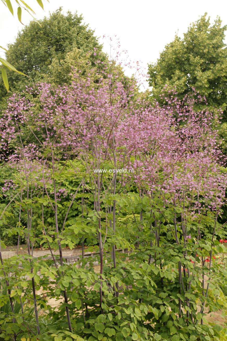 Thalictrum rochebrunianum