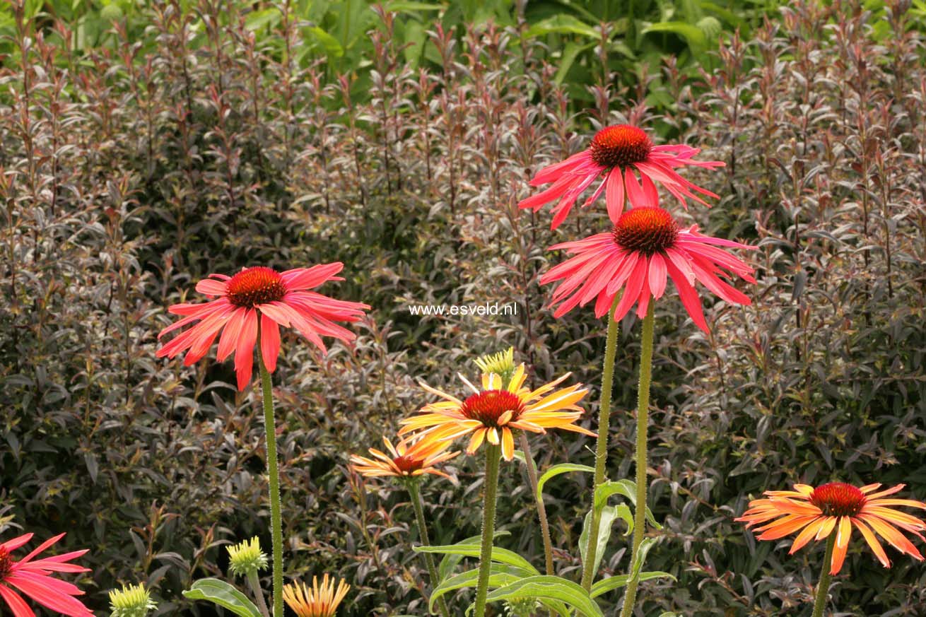 Echinacea purpurea 'Hot Summer'
