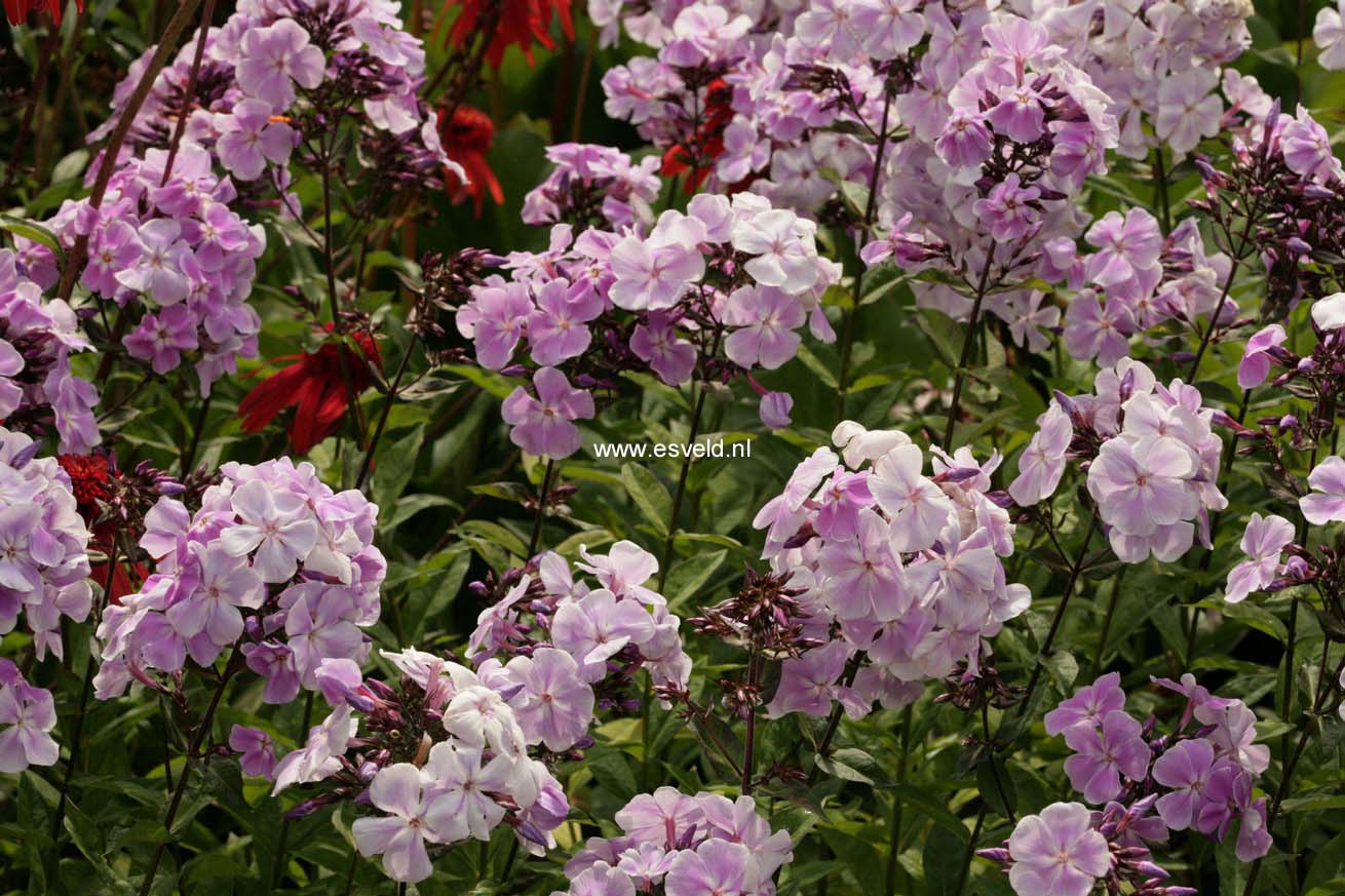 Phlox 'Franz Schubert' (Paniculata Group)