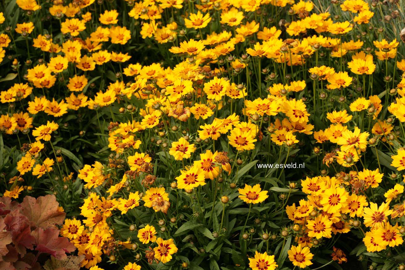 Coreopsis lanceolata 'Walter'