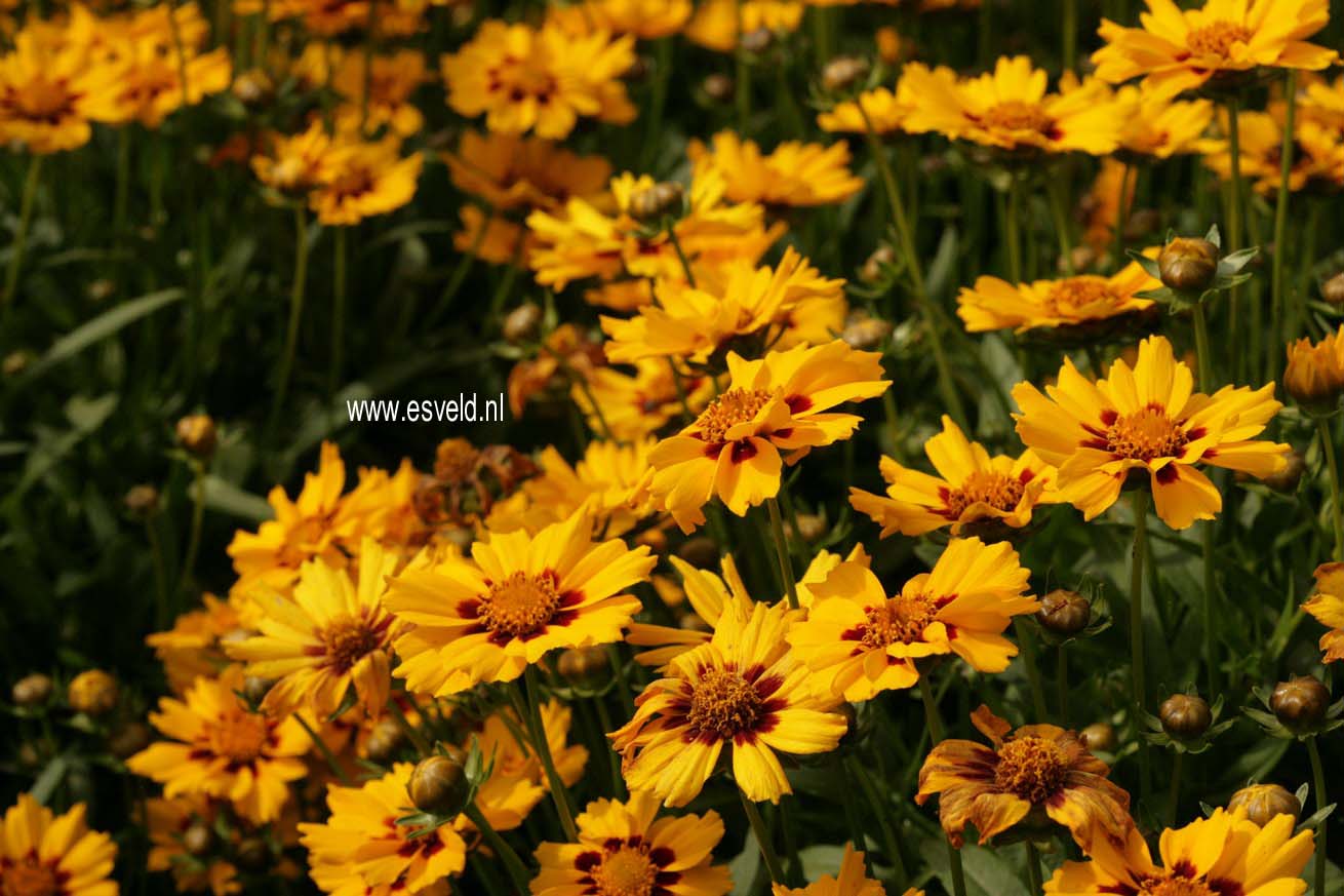 Coreopsis lanceolata 'Walter'