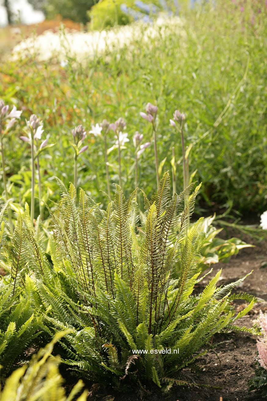 Blechnum spicant