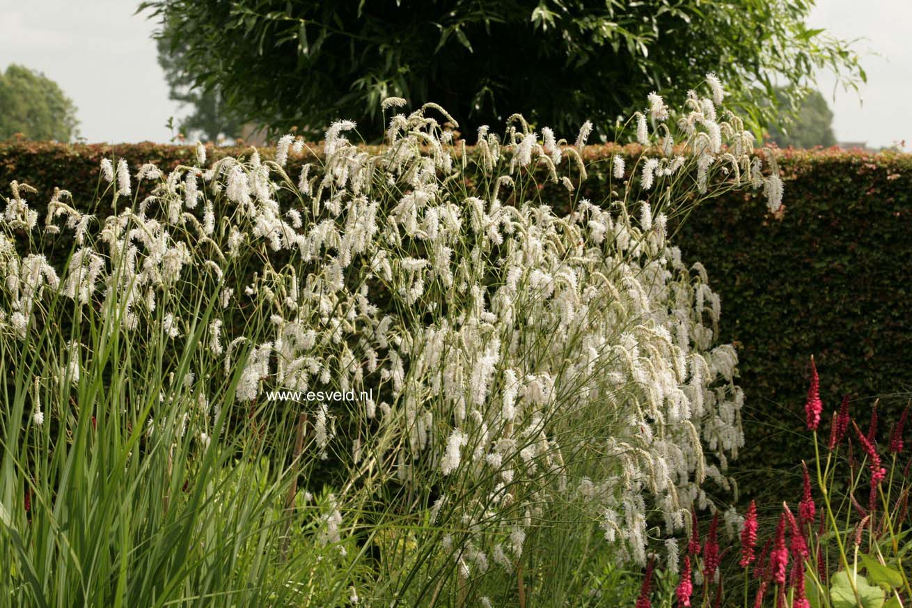 Sanguisorba tenuifolia 'Alba'