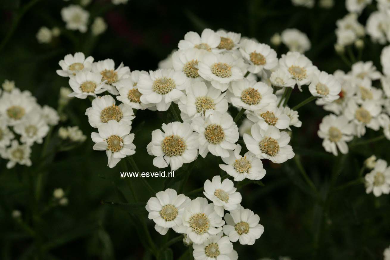 Achillea ptarmica 'Major'