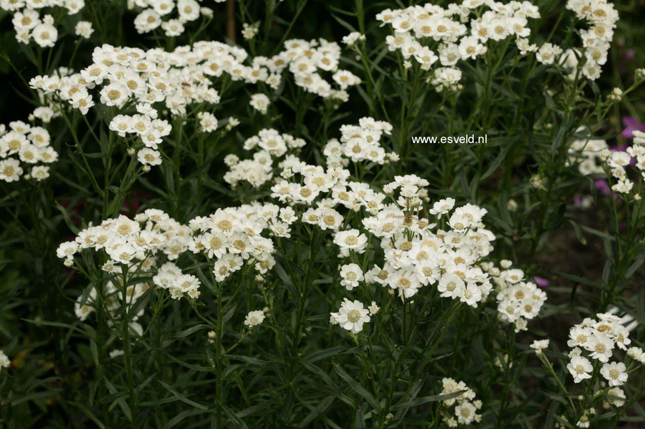 Achillea ptarmica 'Major'