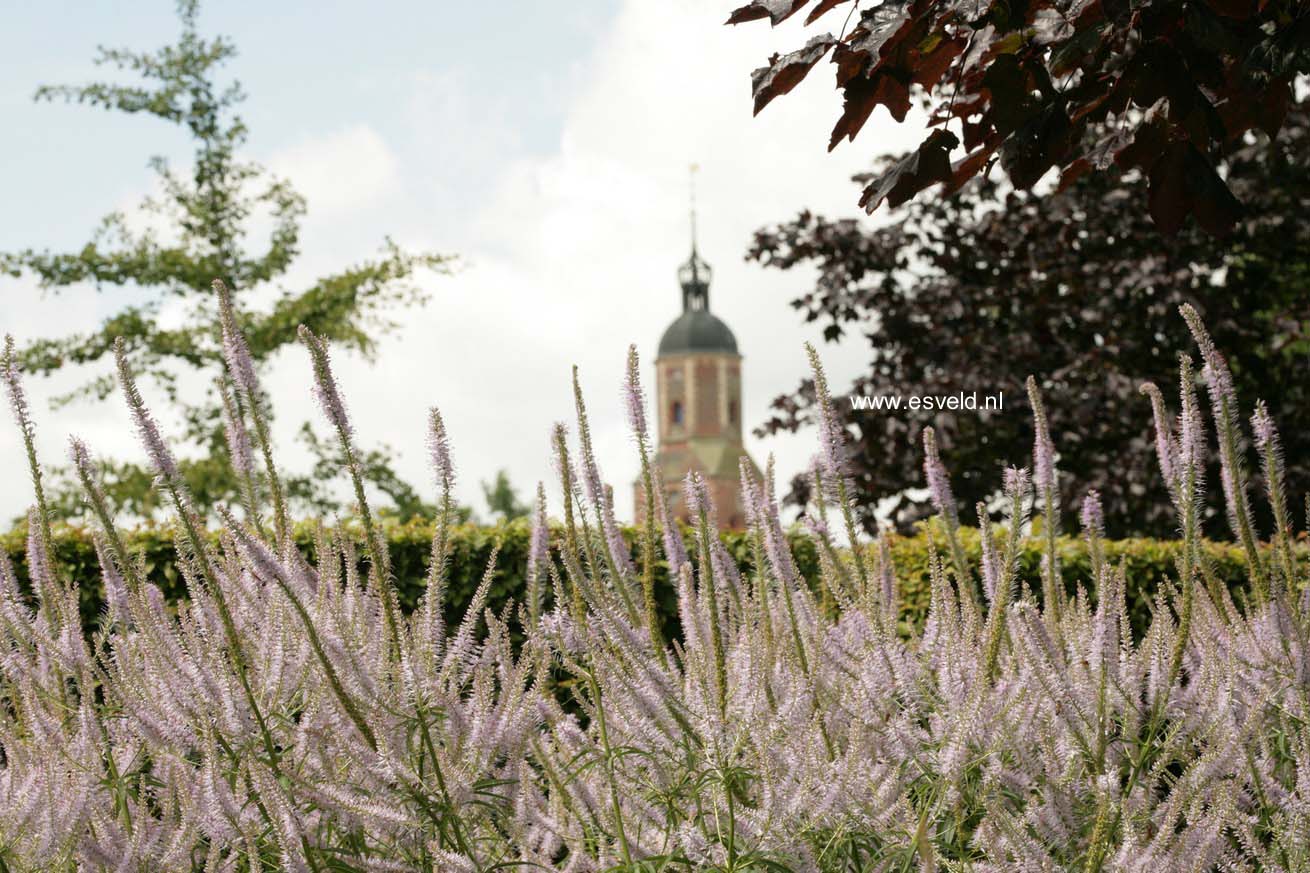 Veronicastrum virginicum 'Lavendelturm'