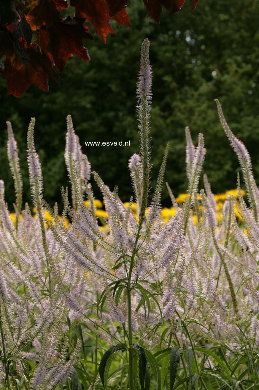 Veronicastrum virginicum 'Lavendelturm'