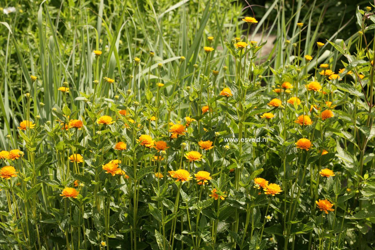 Heliopsis helianthoides 'Asahi'