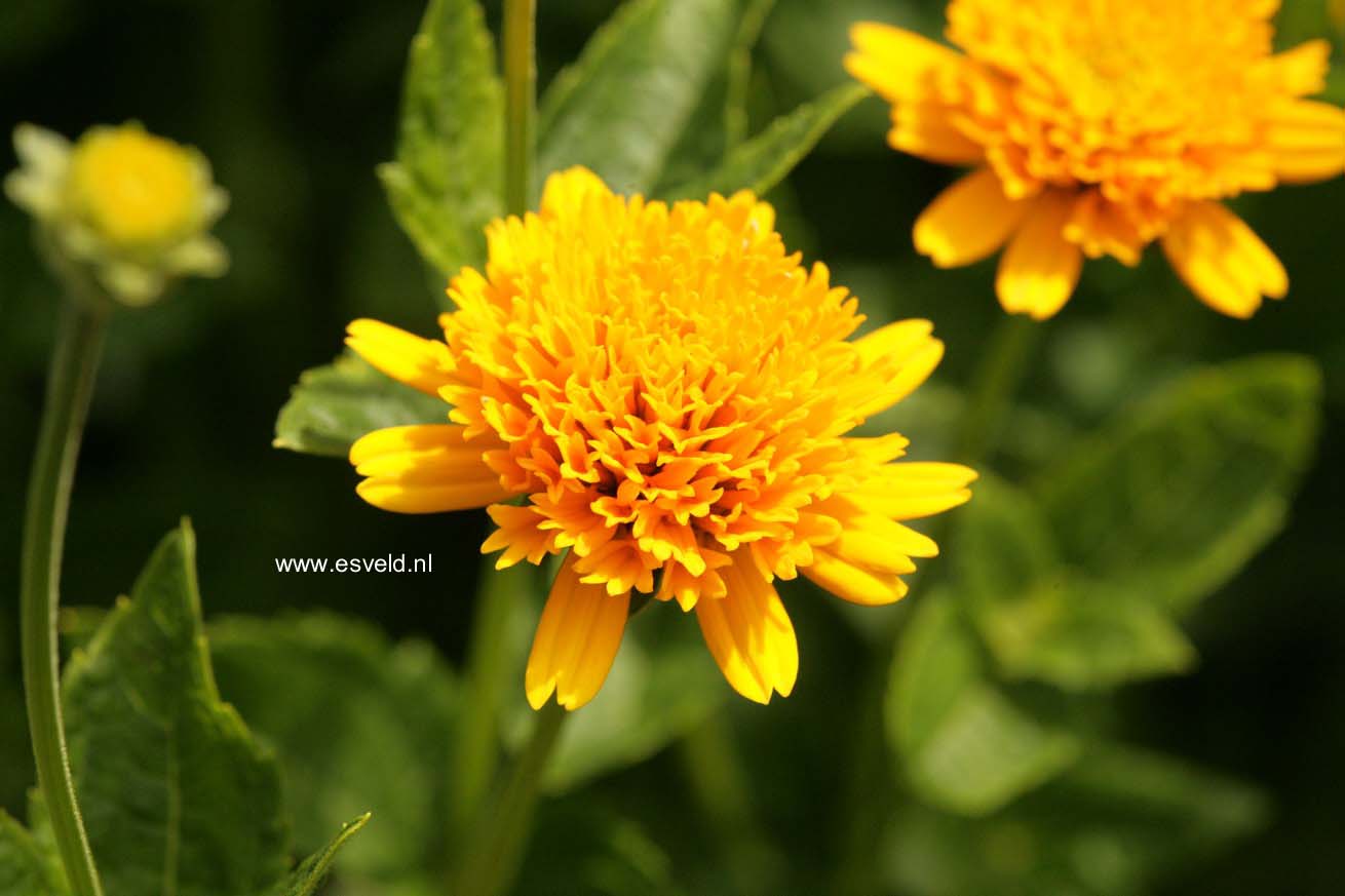 Heliopsis helianthoides 'Asahi'