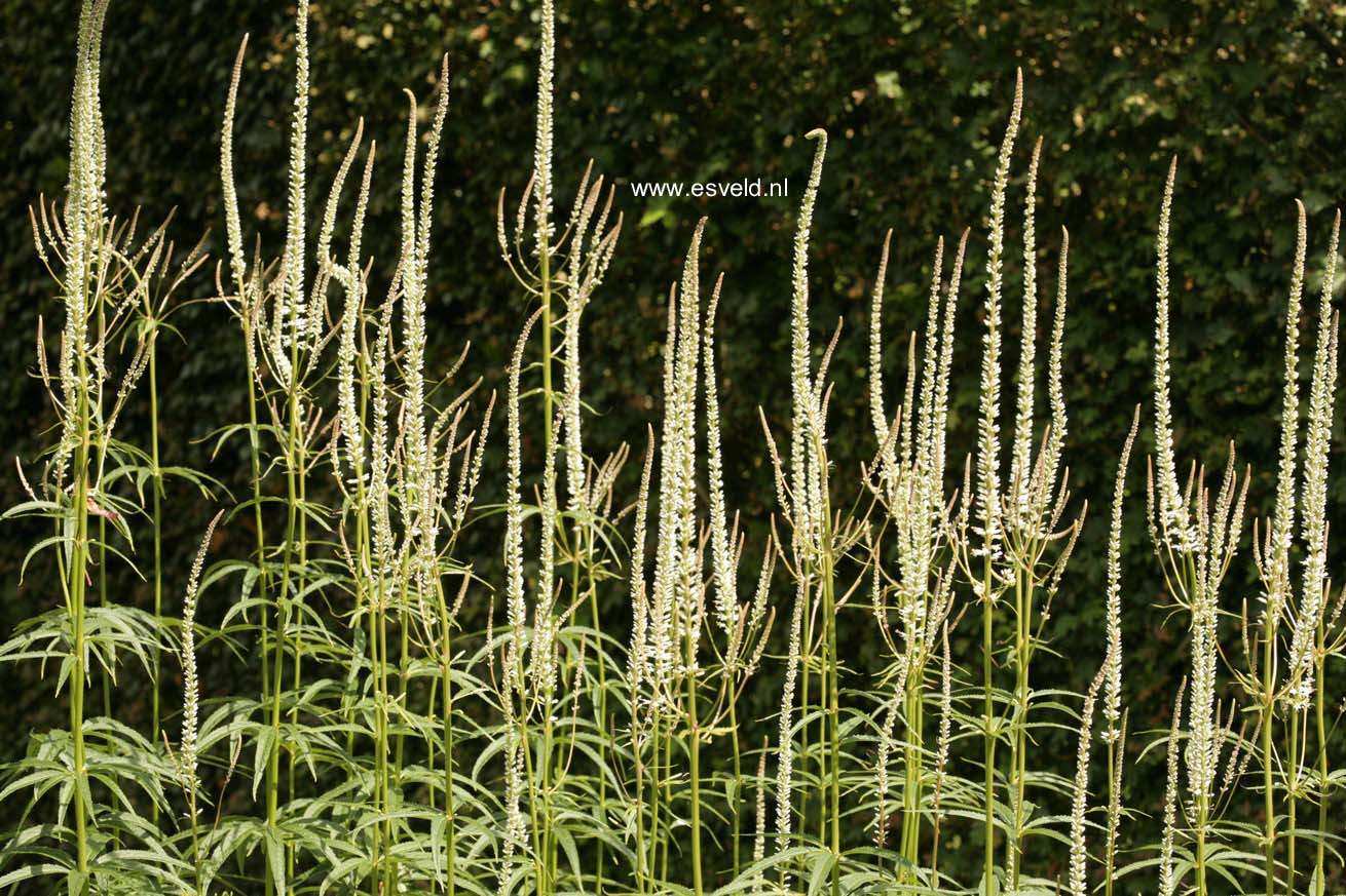 Veronicastrum virginicum 'Diana'