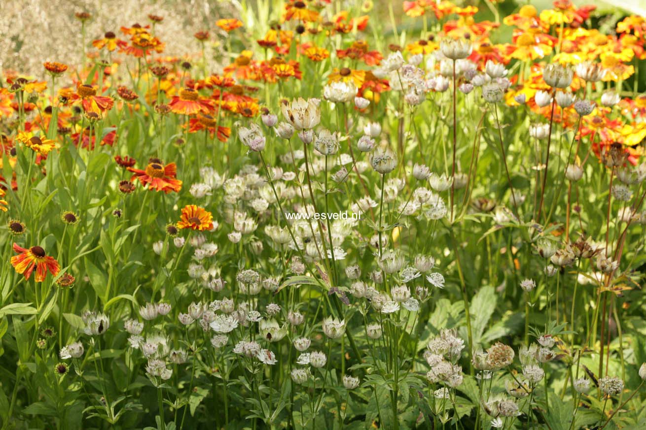 Astrantia major 'Canneman'
