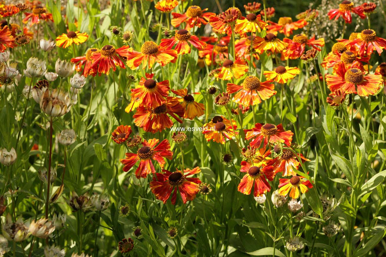 Helenium 'Waltraut'