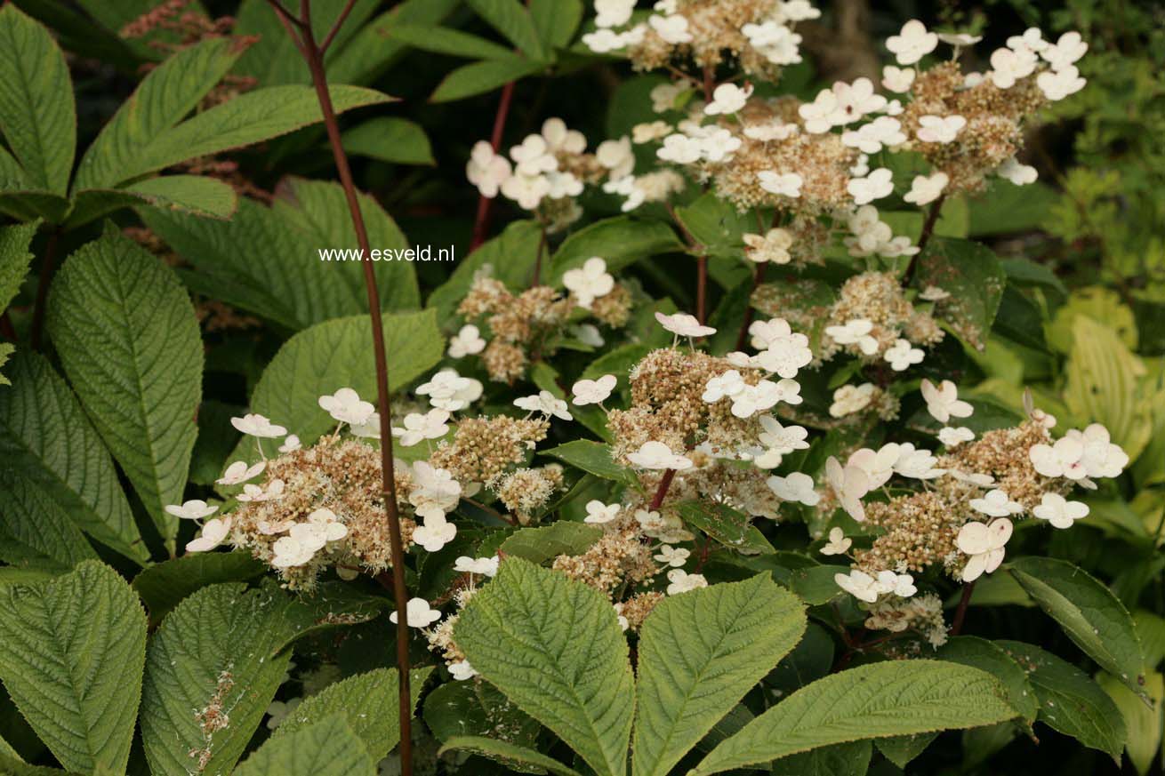 Hydrangea paniculata 'Dharuma'